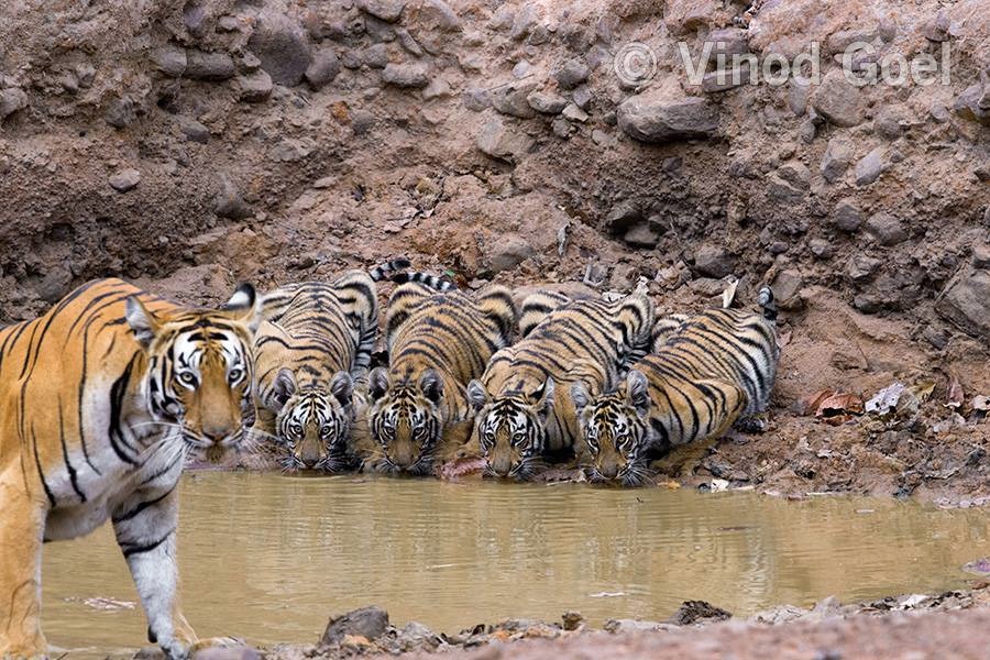 From Delhi: Golden Triangle Tour with Ranthambore 5 Days